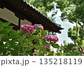 藤森神社　紫陽花苑のアジサイ(京都市伏見区) 135218119
