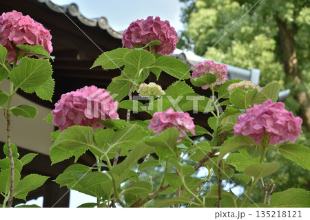 藤森神社　紫陽花苑のアジサイ(京都市伏見区) 135218121