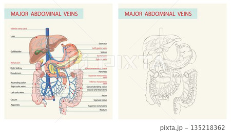 Major abdominal veins anatomical diagram of the human digestive system and portal circulation 135218362