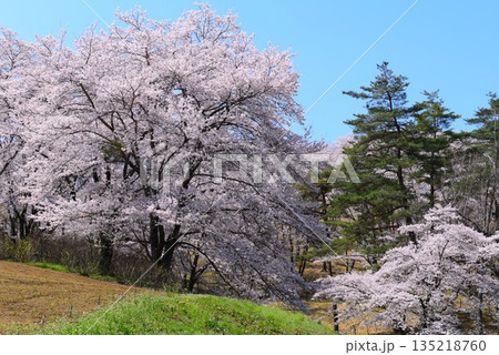 長瀞町　野土山の桜   令和四年   ( 2022年撮影 ) 135218760