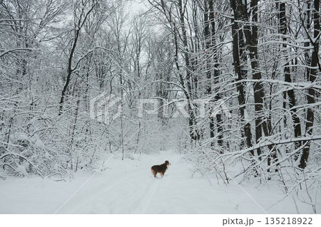 Australian shepherd dog standing on a snowy forest trail surrounded by bare winter trees. Quiet nature scene showing cold weather, stillness and winter calm Australian shepherd dog standing on a snowy forest trail surrounded by bare winter trees. Quiet nature scene showing cold weather, stillness and winter calm 135218922