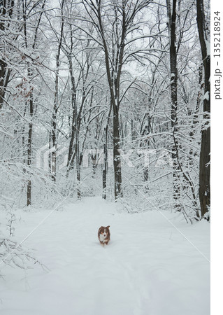 Australian shepherd dog running toward the camera along a snowy forest path. Dynamic winter scene showing movement, fresh snow and cold outdoor air Australian shepherd dog running toward the camera along a snowy forest path. Dynamic winter scene showing movement, fresh snow and cold outdoor air 135218924