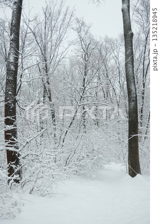 Snow covered forest path surrounded by dense bare trees during winter. Concept of quiet nature, seasonal landscape, cold weather and peaceful outdoor atmosphere Snow covered forest path surrounded by dense bare trees during winter. Concept of quiet nature, seasonal landscape, cold weather and peaceful outdoor atmosphere 135218945