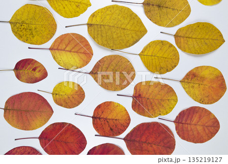 Autumn golden leaves. Bright leaves isolated on white background. Autumn leaves concept 135219127