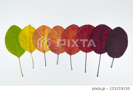 Autumn leaves color change. Multicolored bright leaves isolated on white background. Autumn leaves concept 135219130