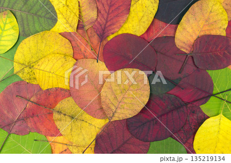 Autumn multicolored leaves. Texture bright autumn leaves. Autumn leaves concept 135219134