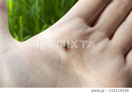 Dangerous biting Tick on a human hand is a carrier of infections and viruses. Dangerous biting Tick on a human hand is a carrier of infections and viruses. 135219190