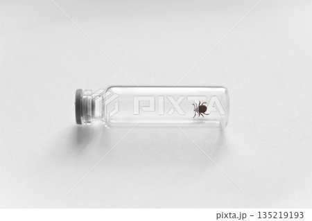 Dangerous infected biting Tick in vitro - Tick carrier of infections and viruses 135219193