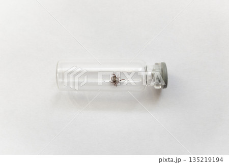 Dangerous infected Tick in vitro 135219194