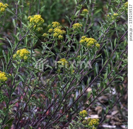 Close-up of the small yellow flowers of Alyssum desertorum. Alyssum desertorum is species of flowering plant in the family Brassicaceae known by the common name desert madwort. 135219517