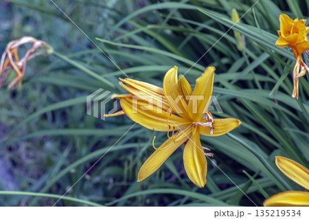 Hemerocallis lilioasphodelus is a daylily with yellow flowers Hemerocallis lilioasphodelus is a daylily with yellow flowers 135219534