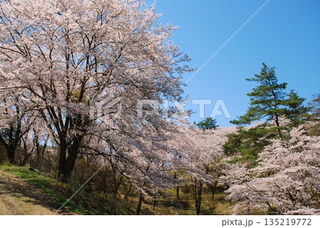 長瀞町　野土山の桜   平成二十九年四月（ 2017年 撮影 ） 135219772