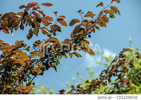 Prunus cerasifera is a plum tree, also known as the cherry plum and myrobalan plum. It is native to Europe and Asia and has also become naturalized in British Isles and parts of North America. 135220016