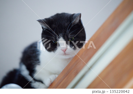 不機嫌な猫 不機嫌な猫 135220042