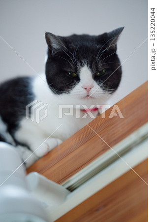 不機嫌な猫 135220044