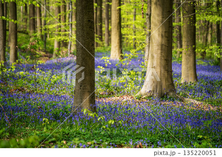 Blossoming lovely spring violet-blue forest flowers - common bluebells or Hyacinthoides, Belgium Blossoming lovely spring violet-blue forest flowers - common bluebells or Hyacinthoides, Belgium 135220051