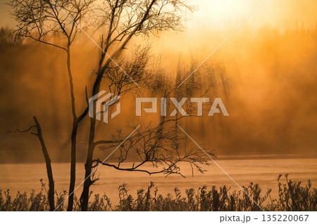 気嵐の中の木 135220067