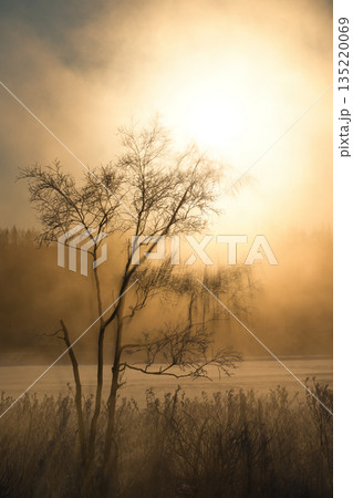 気嵐の中の木 135220069