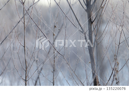 気嵐の中の木 気嵐の中の木 135220076