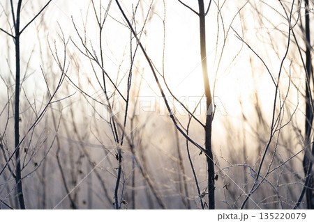 気嵐の中の木 135220079