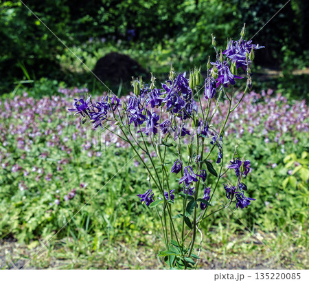 Columbine or Aquilegia vulgaris is a common columbine with purple flowers. Close-up. 135220085
