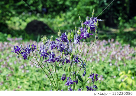 Columbine or Aquilegia vulgaris is a common columbine with a purple flowers. Columbine or Aquilegia vulgaris is a common columbine with a purple flowers. 135220086