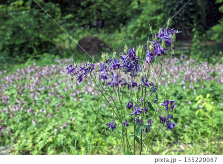 Columbine or Aquilegia vulgaris is a common columbine with purple flowers. Columbine or Aquilegia vulgaris is a common columbine with purple flowers. 135220087
