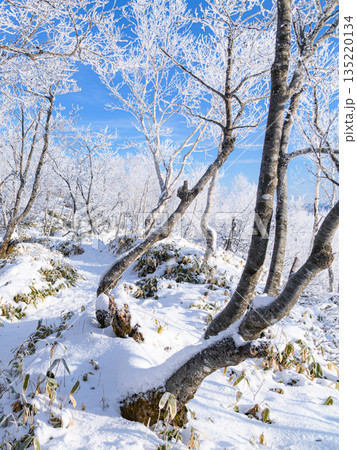 厳冬期の赤城山で見られる青空と霧氷の絶景 厳冬期の赤城山で見られる青空と霧氷の絶景 135220134