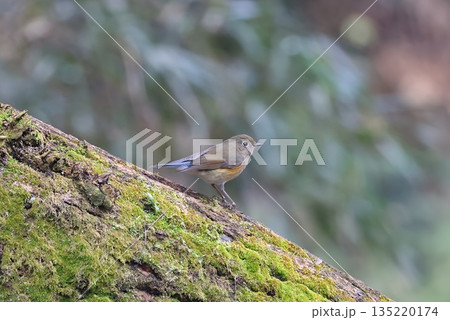 《厚木自然環境保全センター》2025年12月に訪れてきたルリビタキの雌 135220174