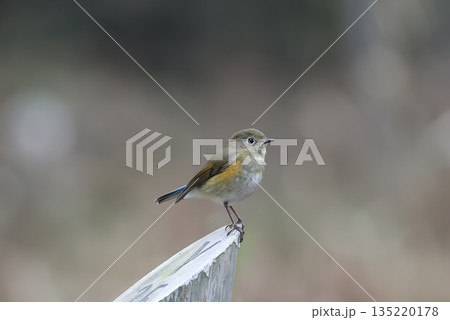 《厚木自然環境保全センター》2025年12月に訪れてきたルリビタキの雌 135220178