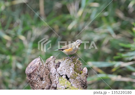 《厚木自然環境保全センター》2025年12月に訪れてきたルリビタキの雌 135220180