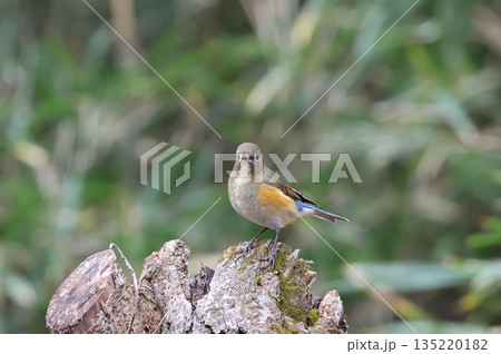 《厚木自然環境保全センター》2025年12月に訪れてきたルリビタキの雌 135220182