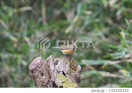 《厚木自然環境保全センター》2025年12月に訪れてきたルリビタキの雌 135220183