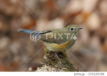 《厚木自然環境保全センター》2025年12月に訪れてきたルリビタキの雌 135220186