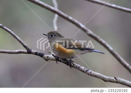 《厚木自然環境保全センター》2025年12月に訪れてきたルリビタキの雌 135220192