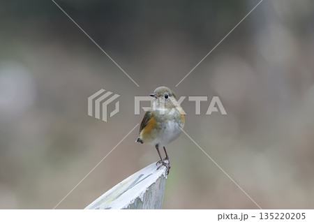 《厚木自然環境保全センター》2025年12月に訪れてきたルリビタキの雌 135220205