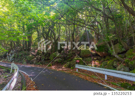 緑の回廊　西部林道地域　世界自然遺産屋久島(夏 135220253