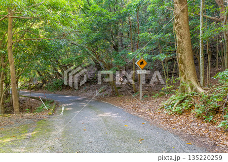 緑の回廊 西部林道地域 世界自然遺産屋久島(夏 緑の回廊 西部林道地域 世界自然遺産屋久島(夏 135220259