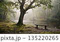 Misty riverside forest with bench and large tree 135220265