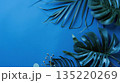Tropical green leaves on blue background with copy space 135220269