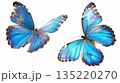 Two blue morpho butterflies isolated on white background 135220270