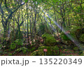 木漏れ日の森　世界自然遺産屋久島(夏 135220349
