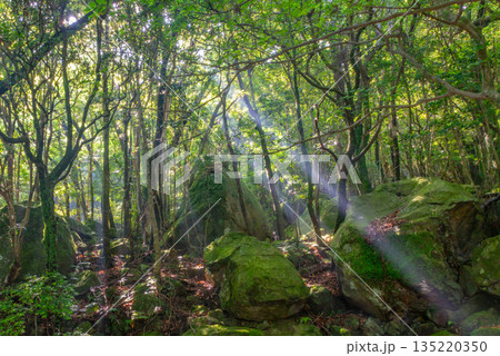 木漏れ日の森　世界自然遺産屋久島(夏 135220350