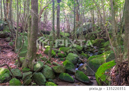 木漏れ日の森　世界自然遺産屋久島(夏 135220351