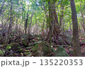 木漏れ日の森　世界自然遺産屋久島(夏 135220353