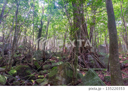 木漏れ日の森　世界自然遺産屋久島(夏 135220353