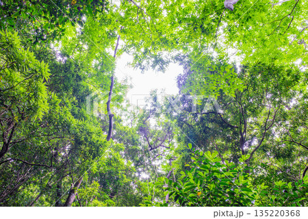 緑の森　環境エコのイメージ画像 135220368