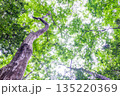 緑の森　環境エコのイメージ画像 135220369
