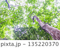 緑の森　環境エコのイメージ画像 135220370