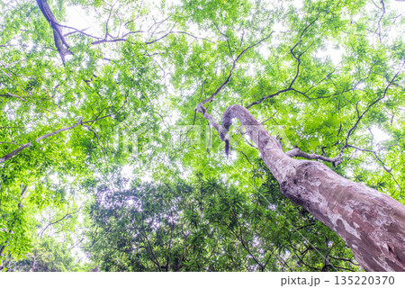 緑の森　環境エコのイメージ画像 135220370